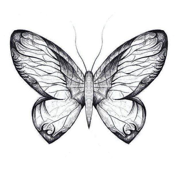 Butterfly-II-