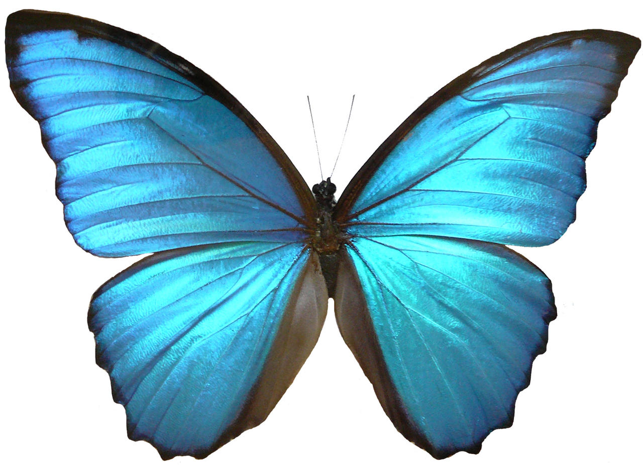 butterfly wings images images