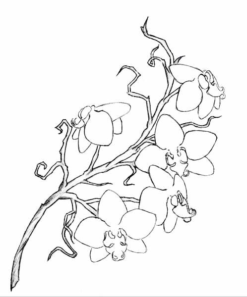 rough orchid tattoo design by
