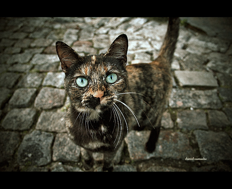 Amazing Examples of Cats Photography