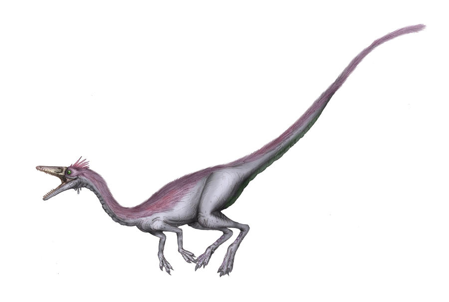 Nqwebasaurus thwazi by maniraptora