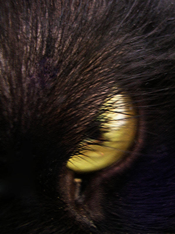 black cat eyes. lack cat eye by ~oblious on
