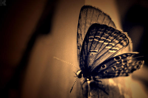 Butterfly_by_MHKK.jpg