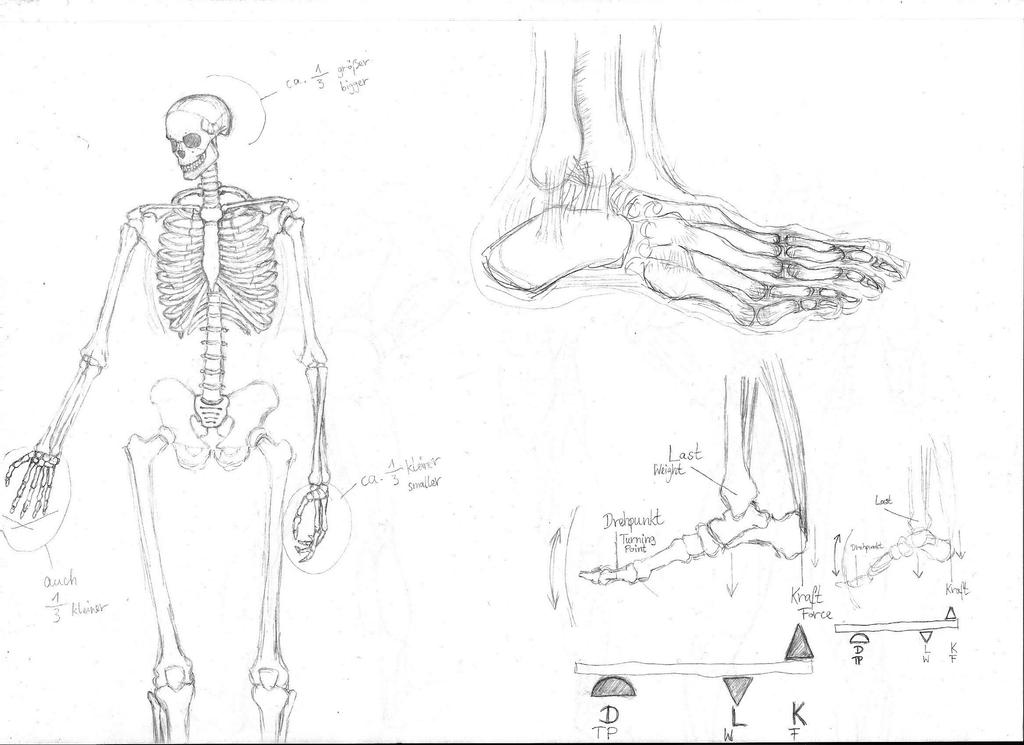 human anatomy skeleton. Human Anatomy - Skeleton by
