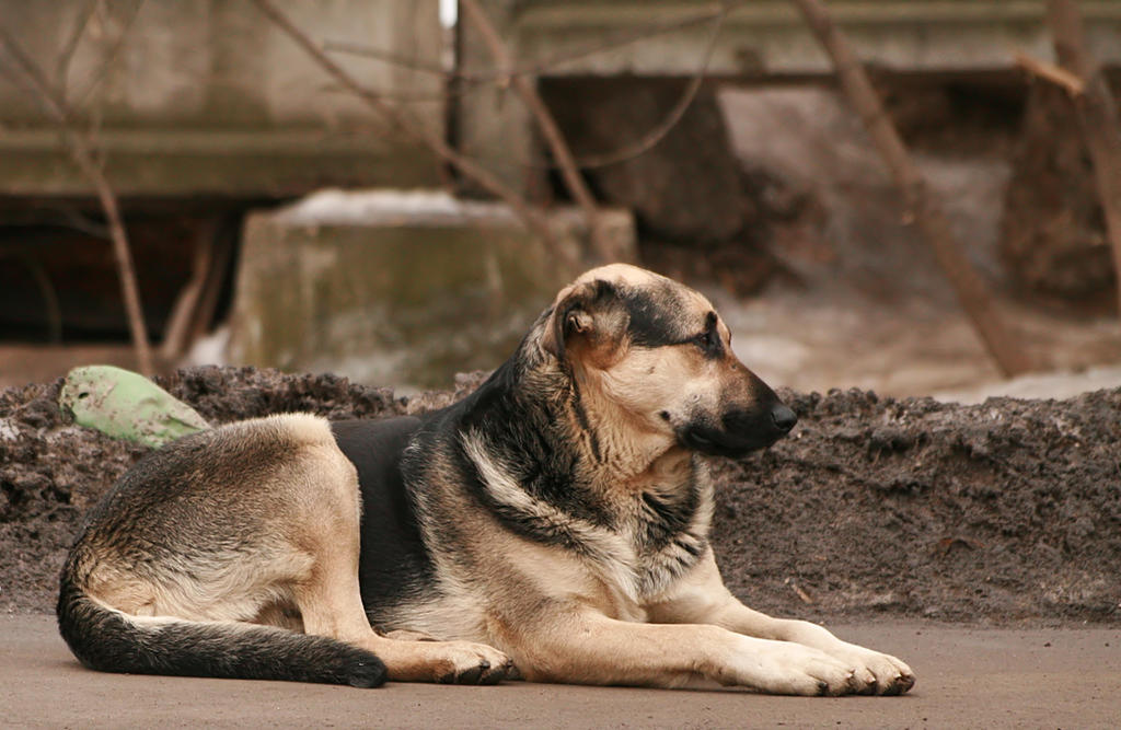 ''Οι αδέσποτοι σκύλοι πρέπει να θανατωθούν'' λέει ο Πρόεδρος της Ρουμανίας...