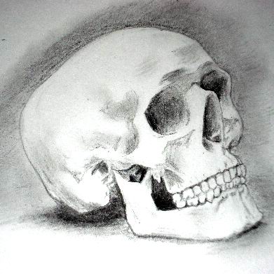 skull art drawings