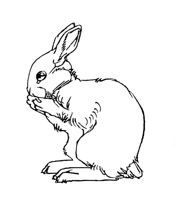 Rabbit Tattoo 2 :line art: by Smocksinabox on DeviantArt