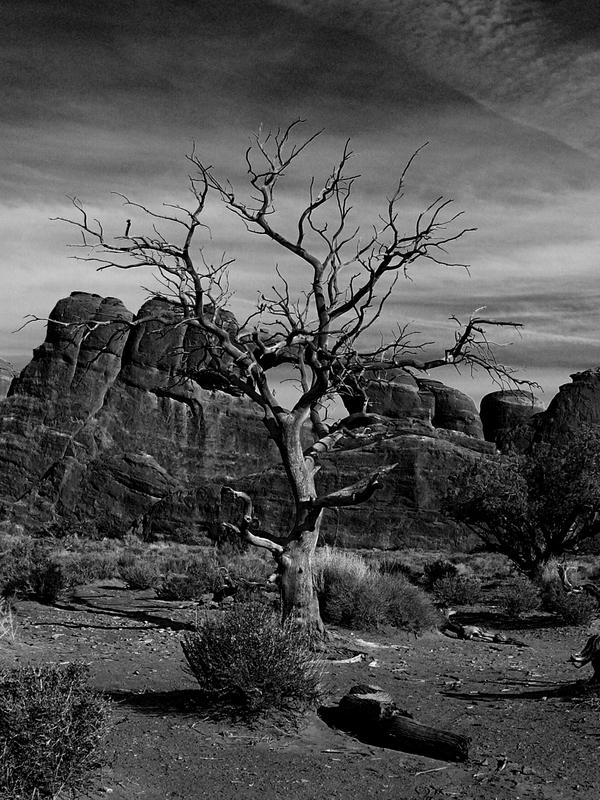 black and white tree photos. dead tree black and white by
