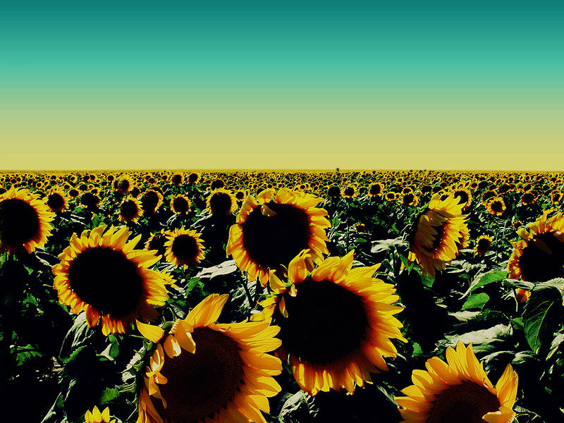 sunflowers wallpaper. Sunflower Wallpaper by