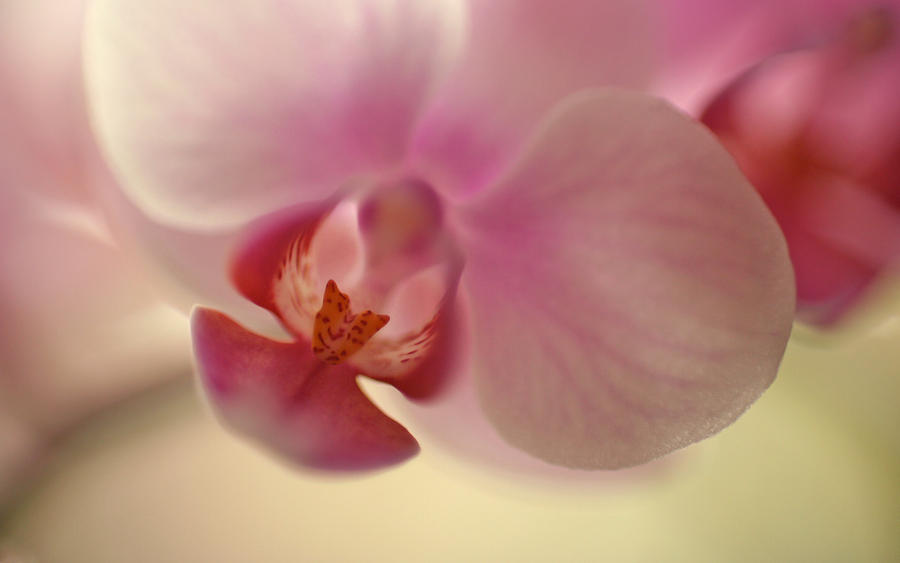 orchid wallpaper. .: Orchid Wallpaper :. by