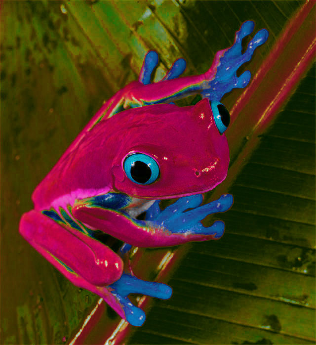 Blue_Eyed_Tree_Frog_by_75frogger.jpg
