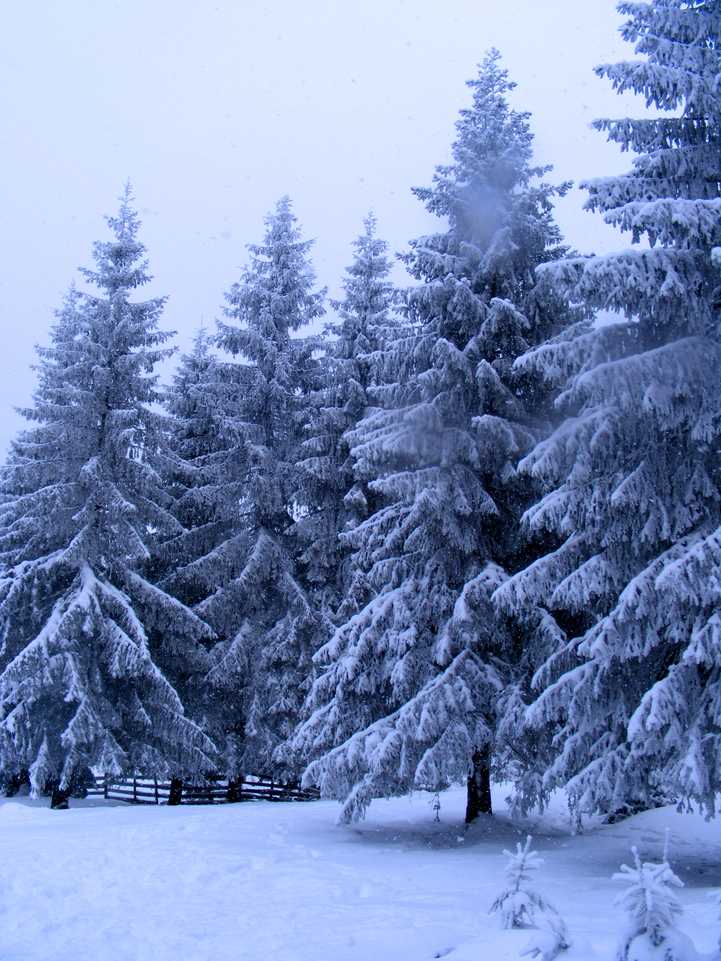 winter_landscape_3_by_anaid_anael.jpg