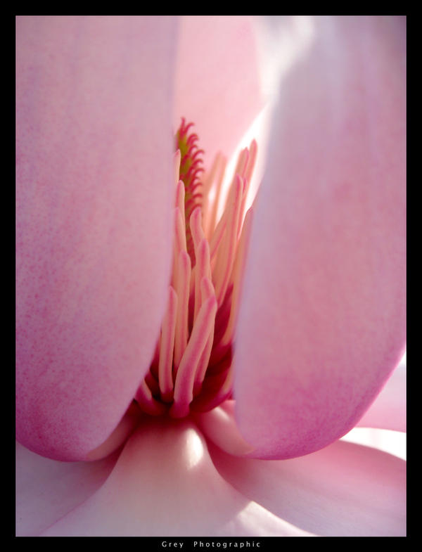 Flower Porn 69