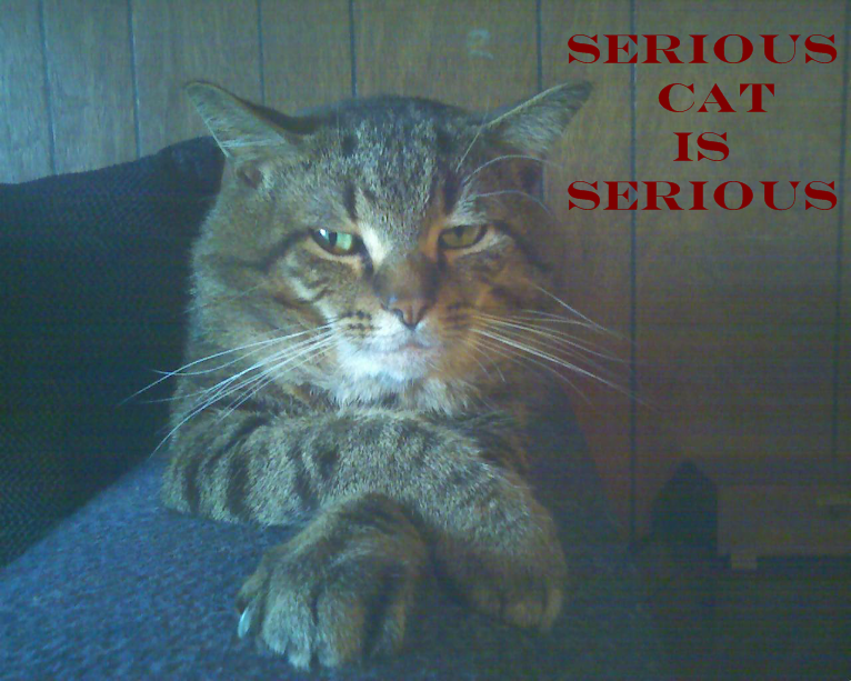 Serious_cat_is_serious_by_shadowsoldier247.png