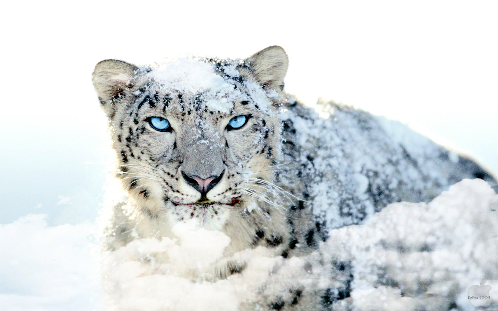 EgFox Snow Leopard HD Blue Eye by Eg Art Mükemmel HD Resimler