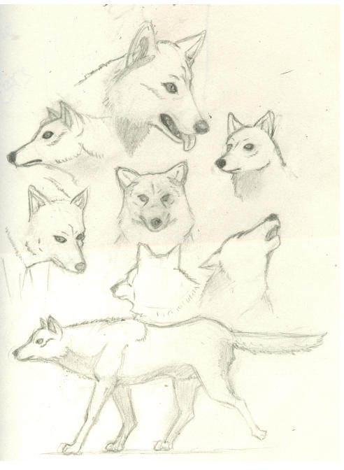 anime wolf drawings. anime wolves drawings. Wolf