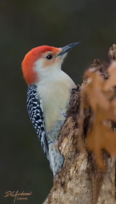 Red_Bellied_fall_woodpecker_by_DGAnder.jpg