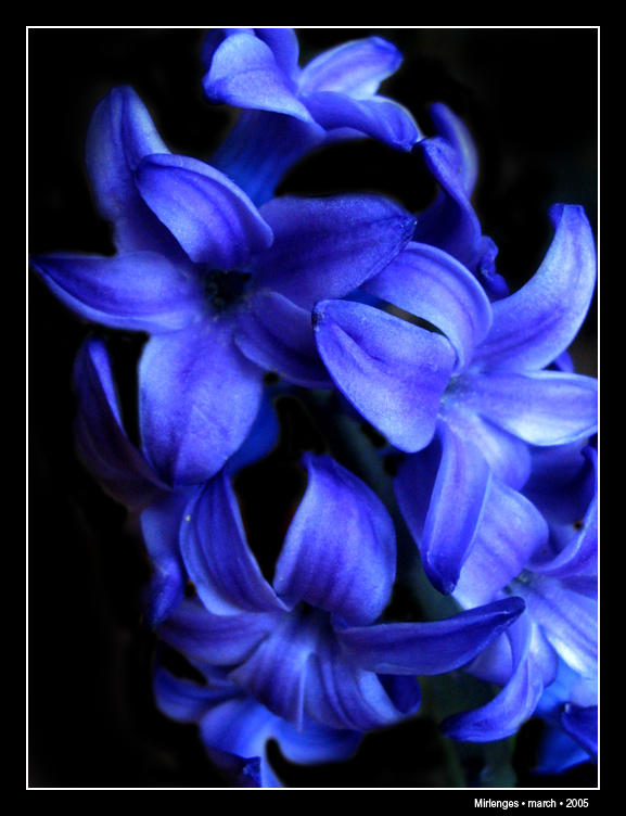 http://fc02.deviantart.net/fs6/i/2005/067/c/d/Blue_Flower_by_Mirlenges.jpg