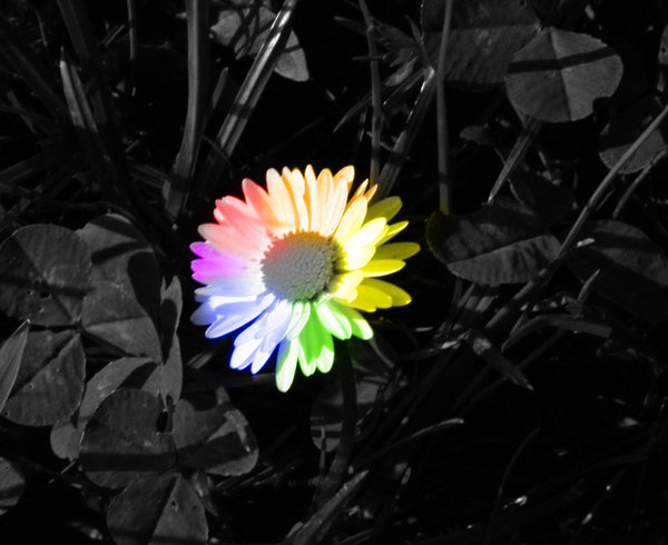 Flower Color Splash by MaliceUmbra on deviantART