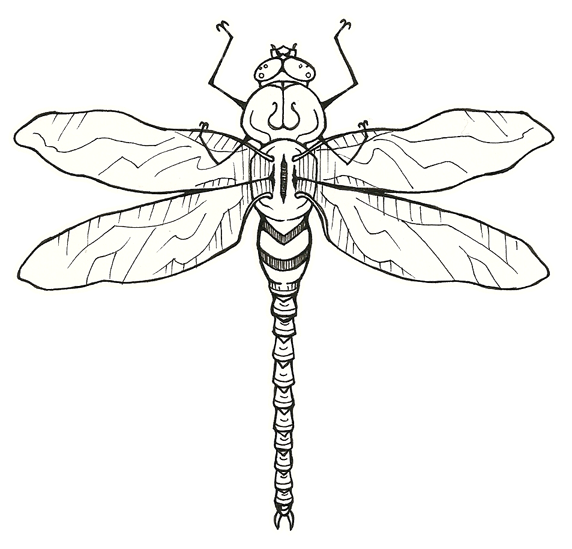 dragonfly tattoo - dragonfly tattoo