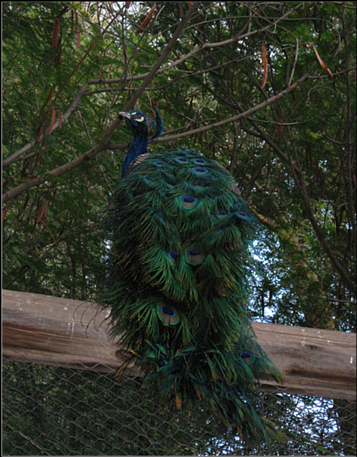 Peacock I wallpaper > Peacock I Papel de parede > Peacock I Fondos 