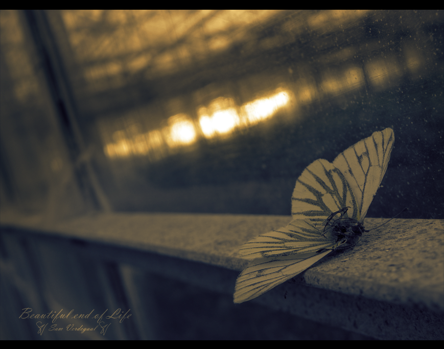beautiful_end_of_life_by_artist_sv-d3fp3sx.png