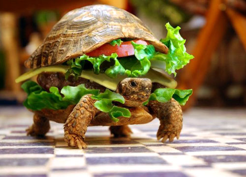 hamburger_turtle_by_bloodylily203-d419if6.jpg