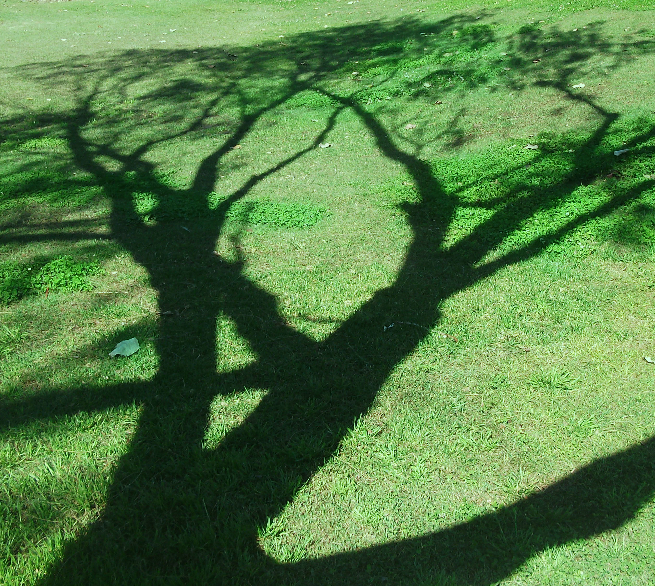 Tree Shadows by JasBones on deviantART