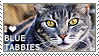 i_love_blue_tabbies_by_wishmasteralchemist-d1a25yy.png