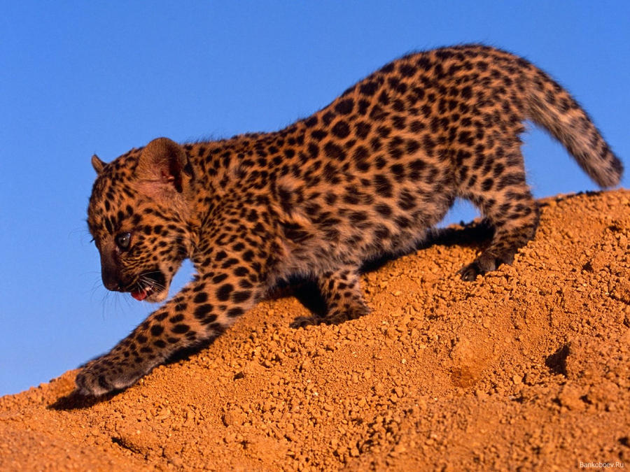 Leopard Wallpaper > Animal leopard Wallpapers > HD Animal Wallpapers