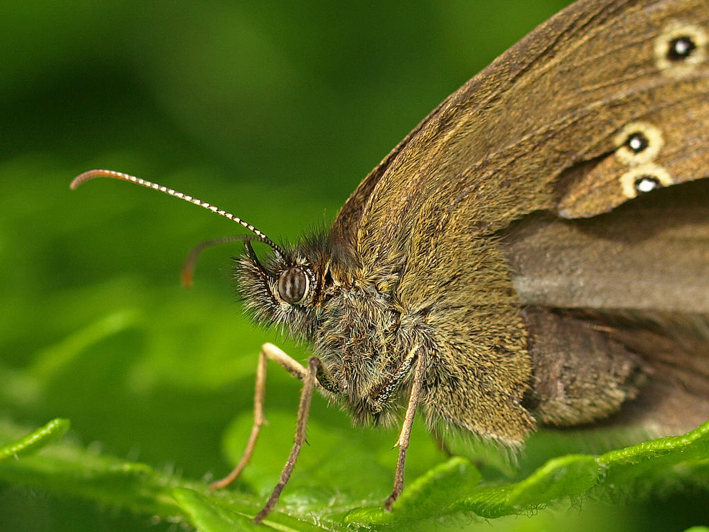 Butterfly Closeup 80