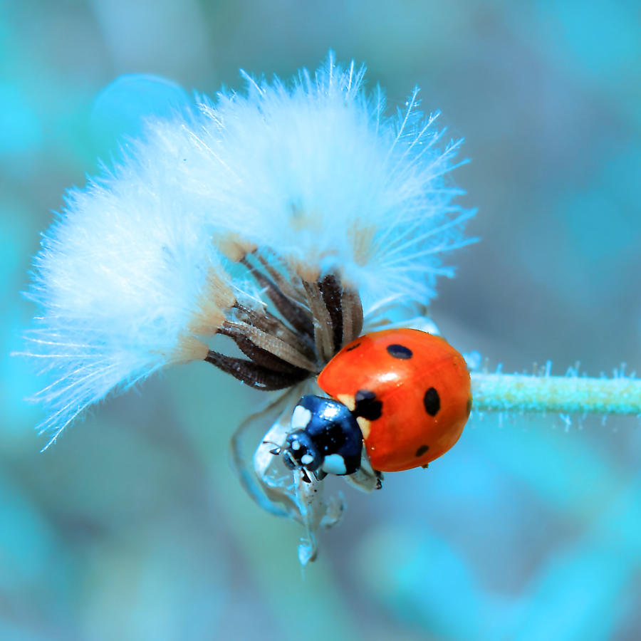 Ladybug by buzadam
