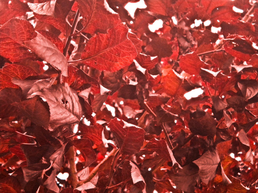 wallpaper red hd. Red Leaves Wallpaper gt; HD