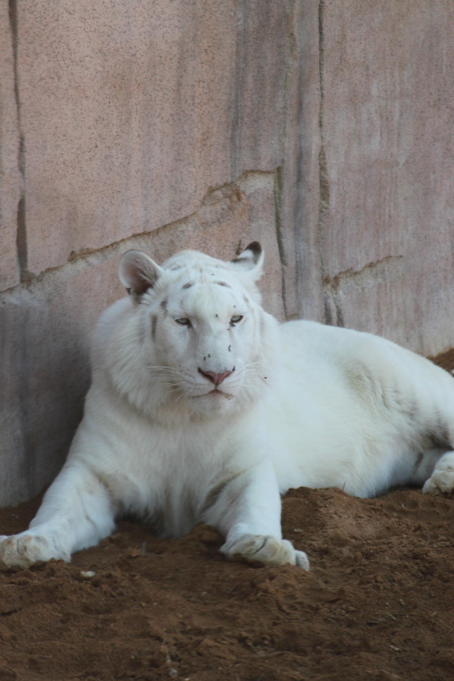 Abu White Tiger