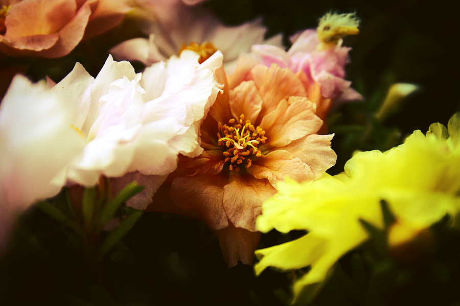 flowers_by_earina-d4bgy2o.png