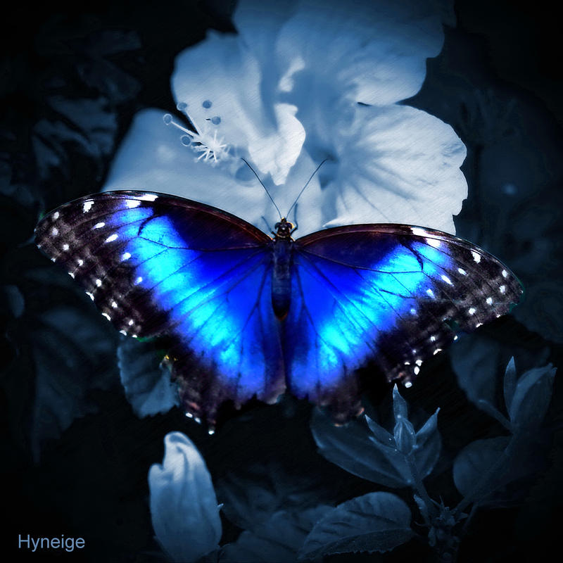 Papillon bleu sur clair de lune by hyneige on DeviantArt
