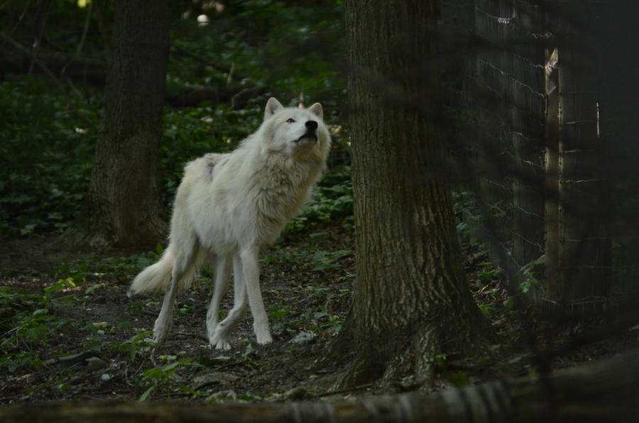 new_white_wolves_7_by_lakela-d51s3pl.jpg