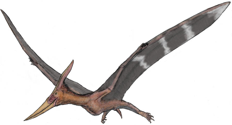 pteranodon_by_ashere-d5i4o7g.jpg