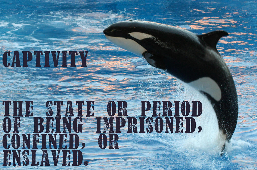 Definition Orca, Save the whales, Animal quotes