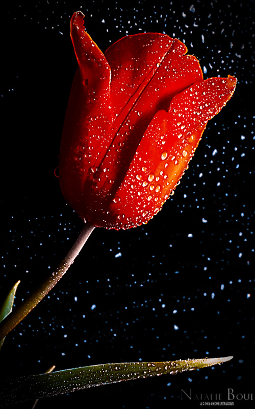 Red_tulip_by_Boui34.jpg