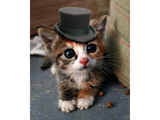 kitten_in_a_tophat_by_peaches87564.jpg