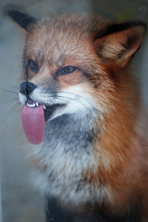 Licking Fox by BubbleguN-oo