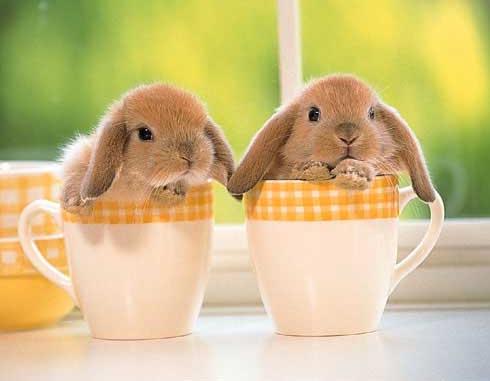 cute_bunnies_by_lovevaane-d3bv079.jpg