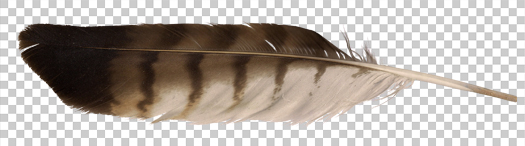 eagle_feather_png_by_dreamofsandman-d3cacnz.jpg