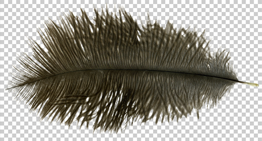 Ostrich feather PNG by dreamofsandman on deviantART wedding feather png 
