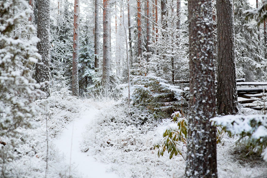 snowy forest clipart - photo #49