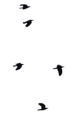birds_one____png_stock_by_selunia-d4ymhoy.png