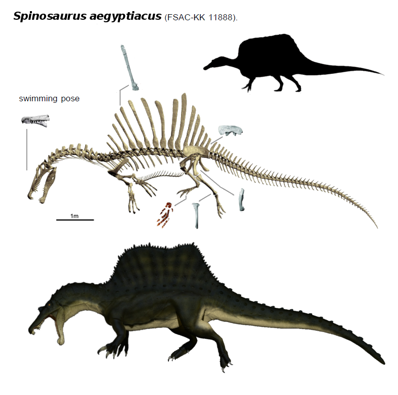 spinosaurus_2014_by_thedinorocker-d80yhs5.png
