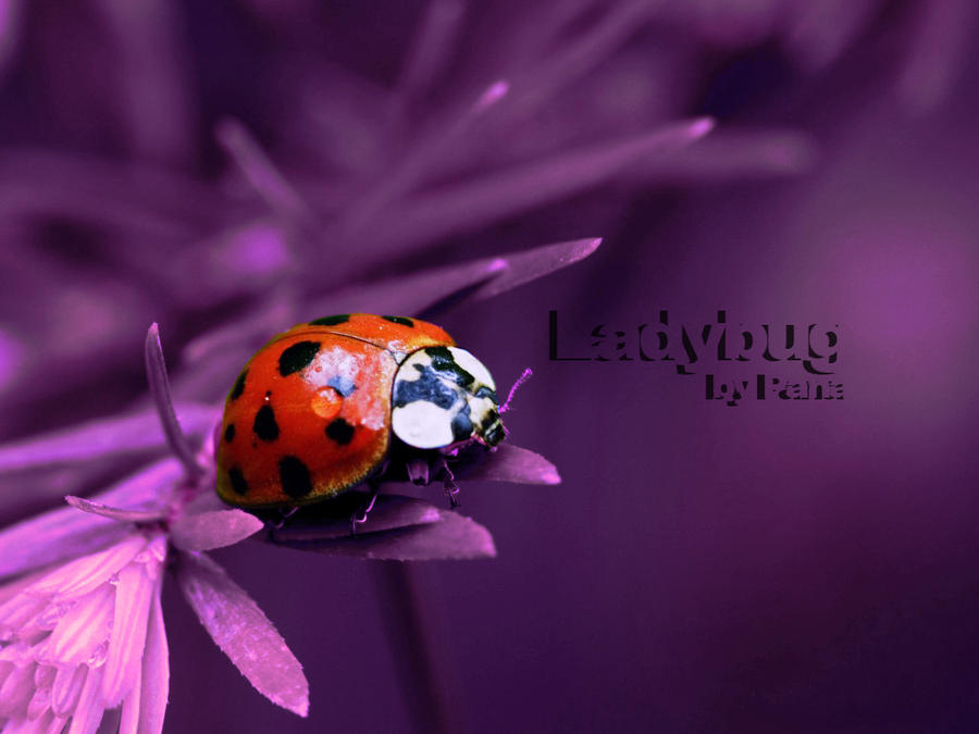 ladybug wallpaper. Ladybug Wallpaper by ~panalecs