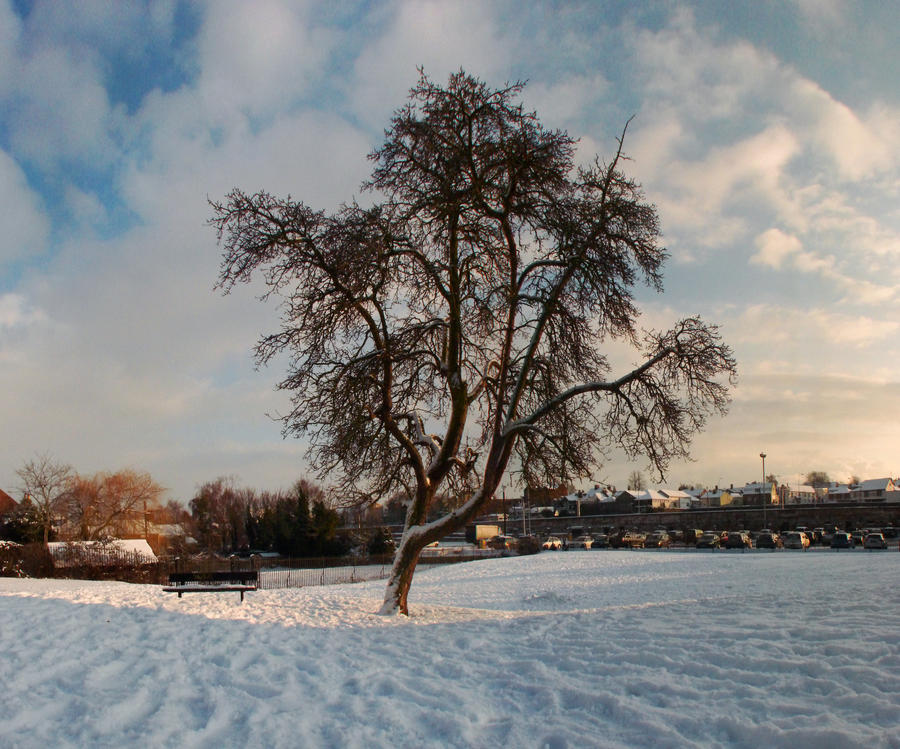 Snow_Tree_02_by_JohnnySix.jpg